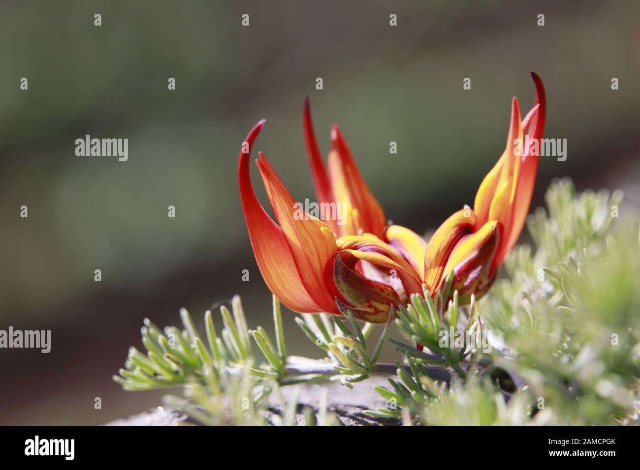 Kanarischer Hornklee, Berthelots Hornklee, Kanaren-Hornklee, Kanarenhornklee (Lotus berthelotii), Tijarafe, La Palma, Kanarische Inseln, Spanien Stockfoto