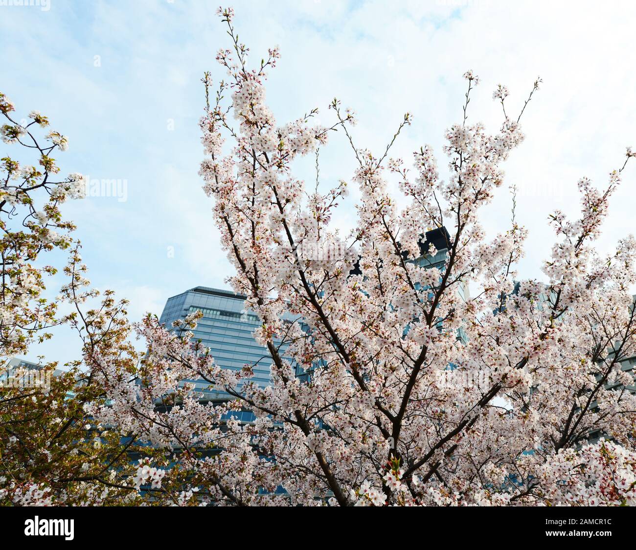 Kirschblüten in Osaka, Japan. Stockfoto