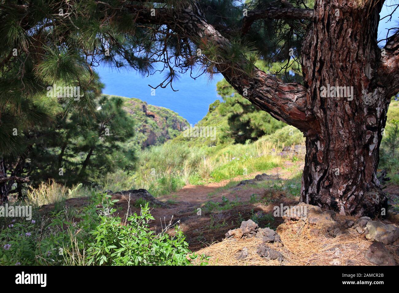 Wanderung von Las Tricias / Santo Domingo de Garafía, La Palma, Kanarische Inseln, Spanien Stockfoto