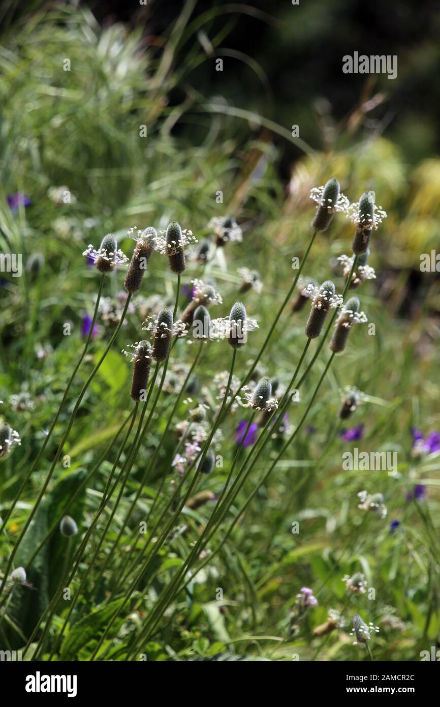 Spitzegerich Plantago Integrifolia - Wanderung von Las Tricias / Santo Domingo de Garafía, La Palma, Kanarische Inseln, Spanien Stockfoto