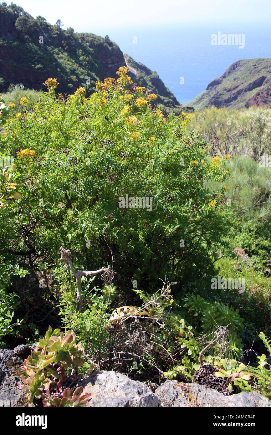 Kanaren-Johanniskraut Hypericum canariense - Wanderung von Las Tricias / Santo Domingo de Garafía, La Palma, Kanarische Inseln, Spanien Stockfoto