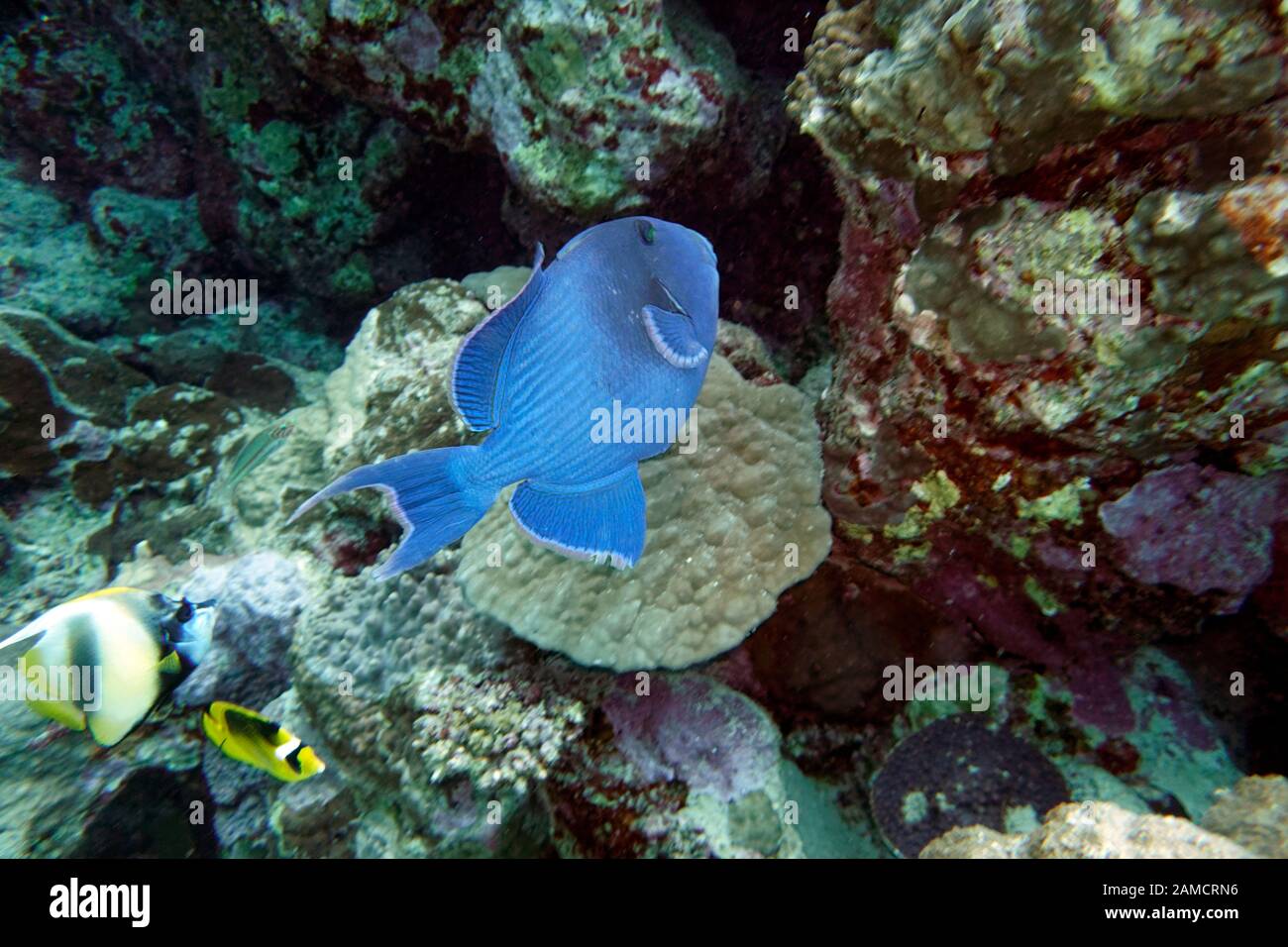 Blaustreifen Drückerfisch (Pseudobalistes Fuscus), El Quseir, Ägypten Stockfoto