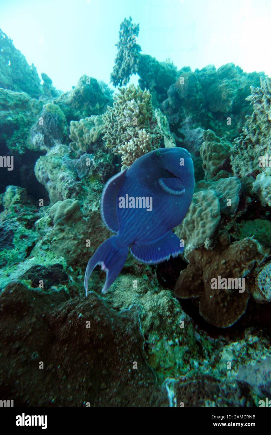 Blaustreifen Drückerfisch (Pseudobalistes Fuscus), El Quseir, Ägypten Stockfoto