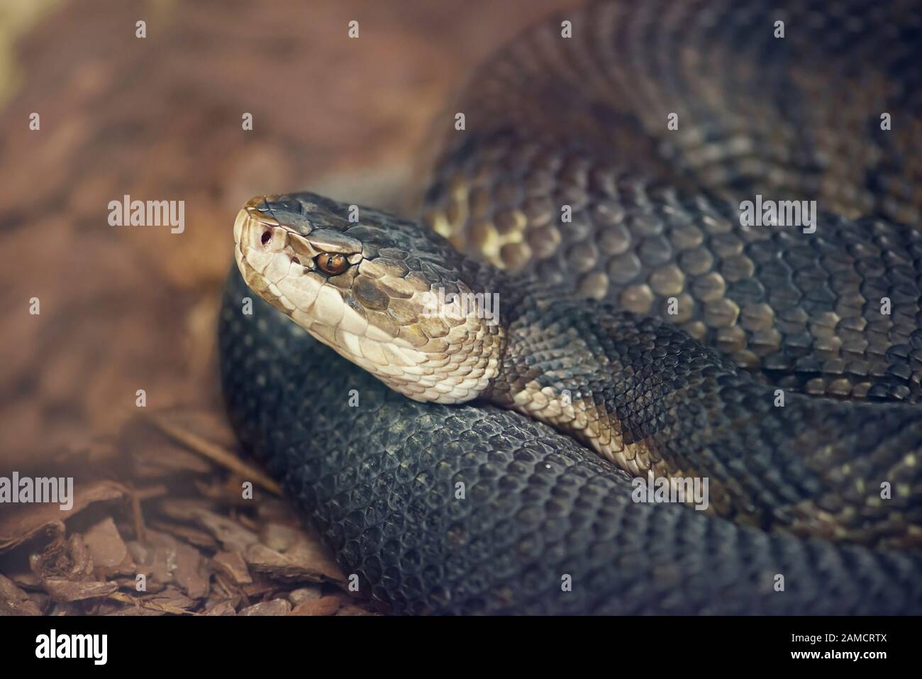 Florida Cottonmouth Oder Wasser Mokassin Schlange Nahaufnahme Stockfotografie Alamy