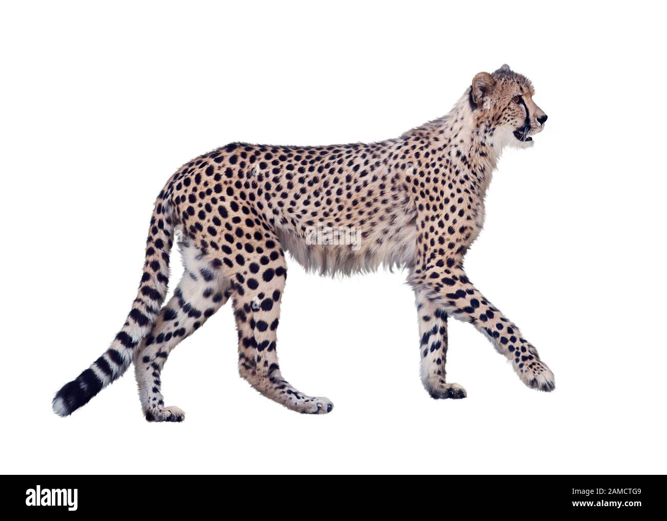 Gepard auf weißem Hintergrund Stockfoto