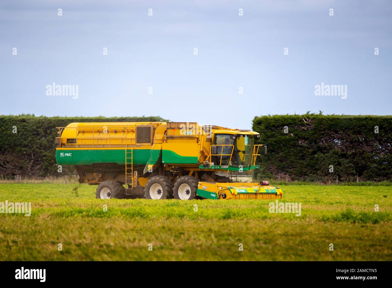 Canterbury, Neuseeland, 10. Januar 2020: Erbsen bei der Arbeit, die zarte Erbsen für Watties, Neuseeland, ernten Stockfoto