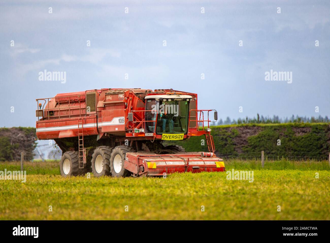 Canterbury, Neuseeland, 10. Januar 2020: Erbsen bei der Arbeit, die zarte Erbsen für Watties, Neuseeland, ernten Stockfoto
