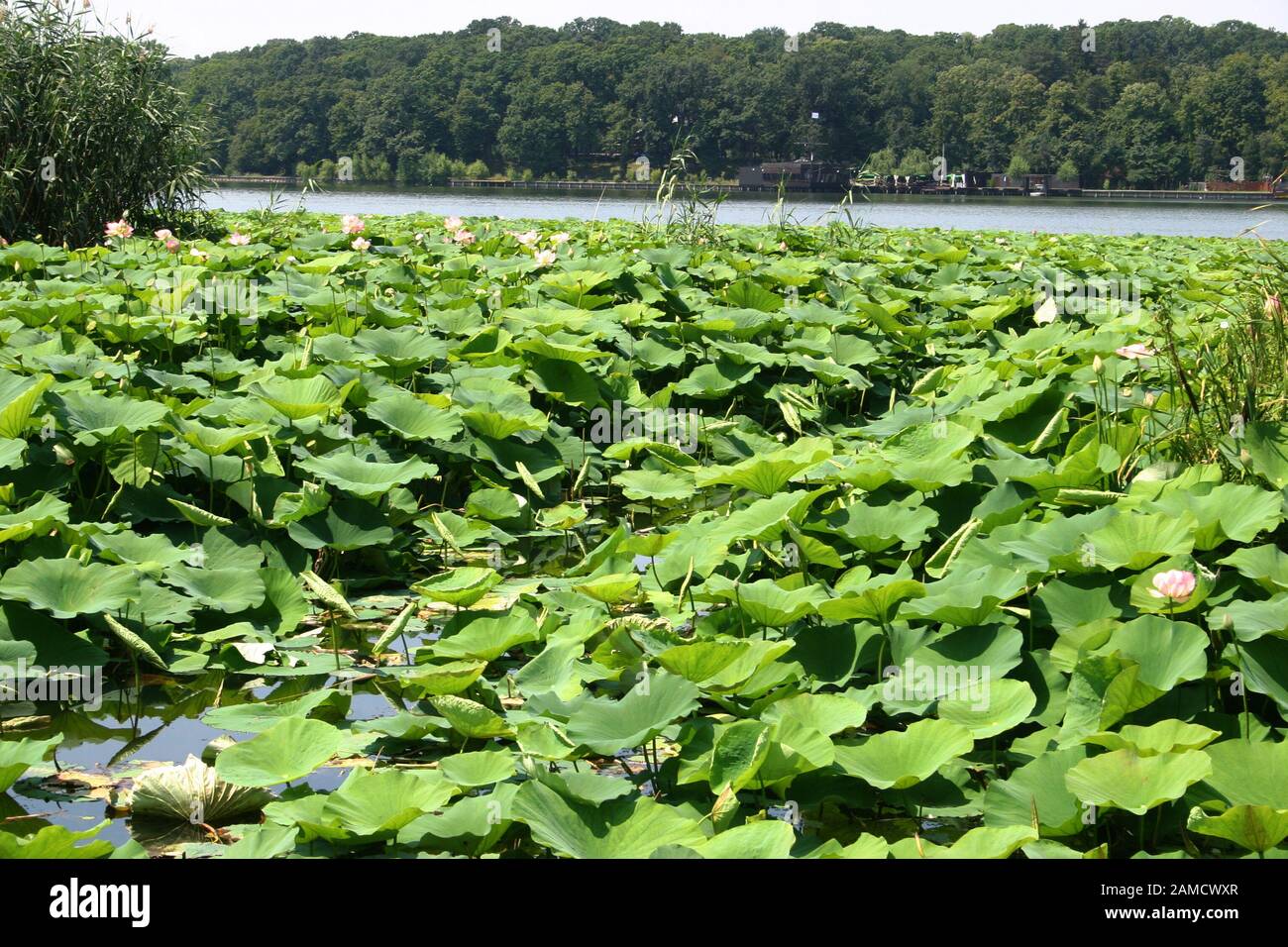 Lotospflanzen wachsen am Snagov See, Rumänien Stockfoto