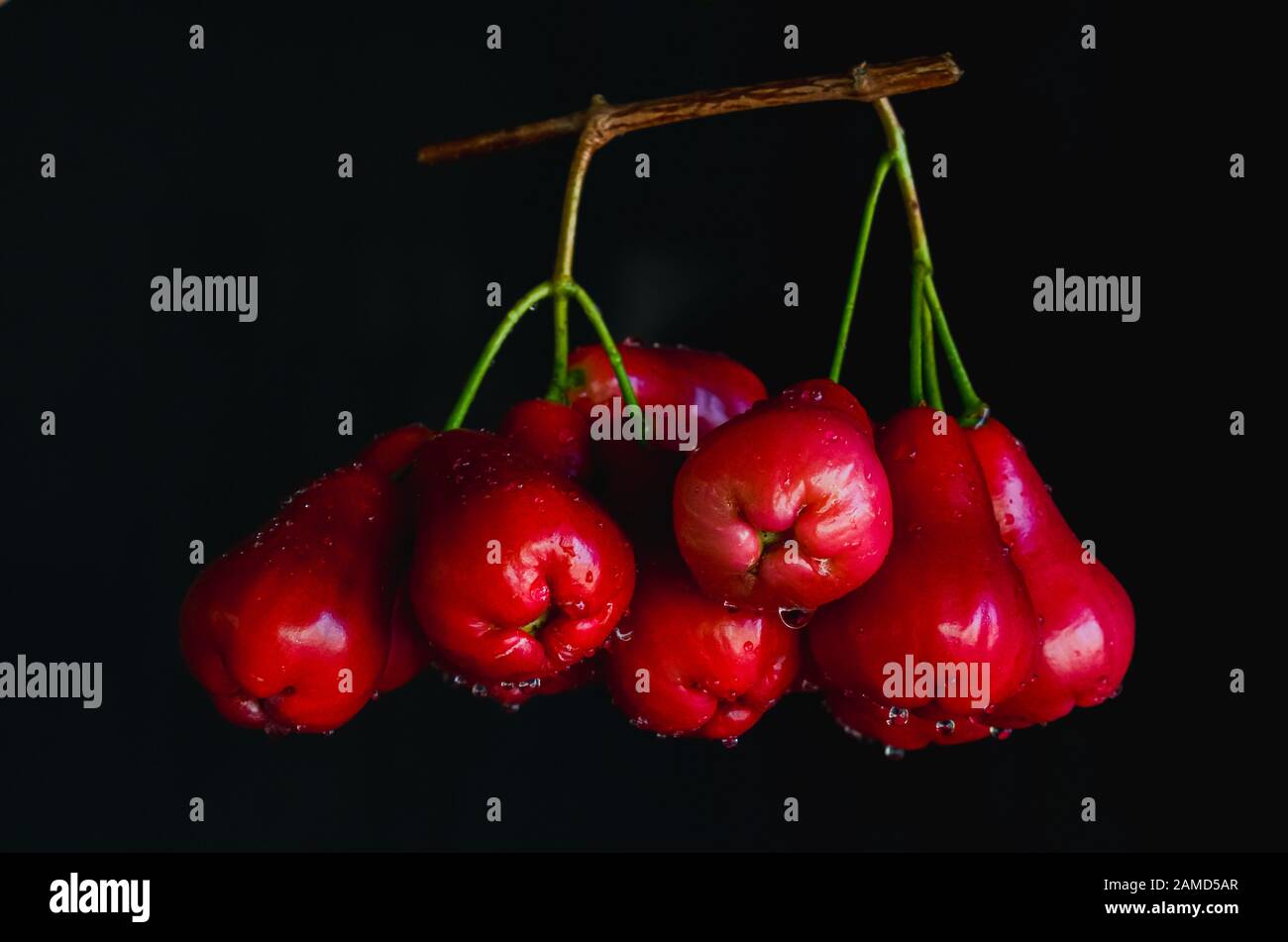 Süßer wachsapfel (java-apfel, semarang-rosenapfel und Wachsjambu), der tropische Früchte auf dunklem Hintergrund ist. Stockfoto