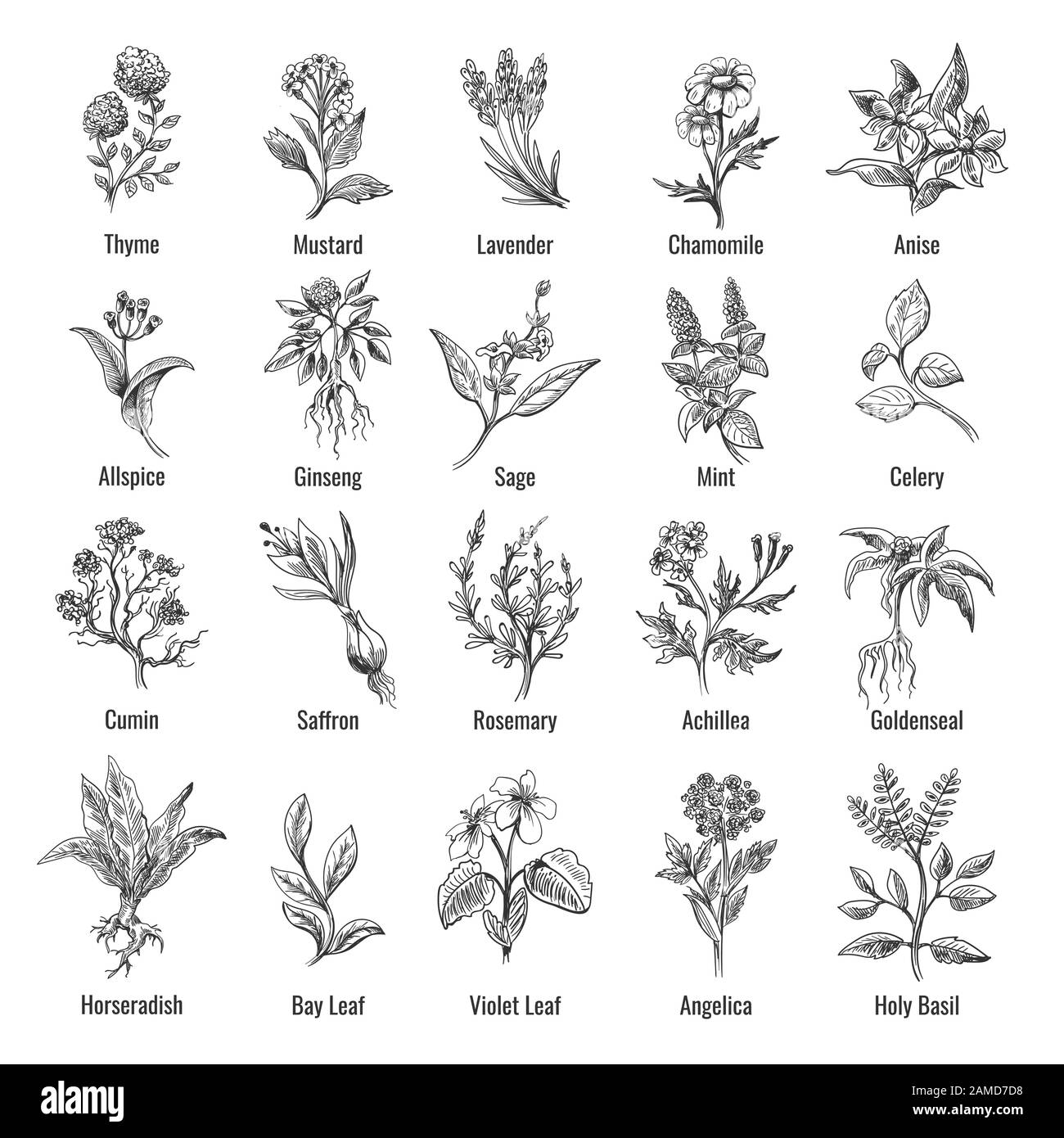 Skizze der botanischen Kräuter aus dem Jahr Stock Vektor