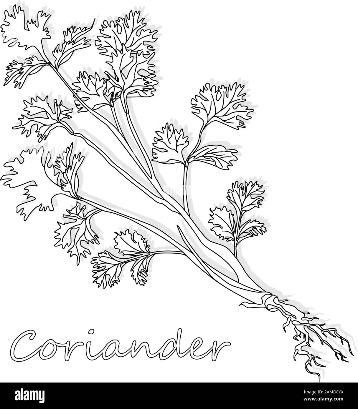 Frisches Koriander- oder Cilantro-Kraut. Vektordarstellung isoliert. Stock Vektor