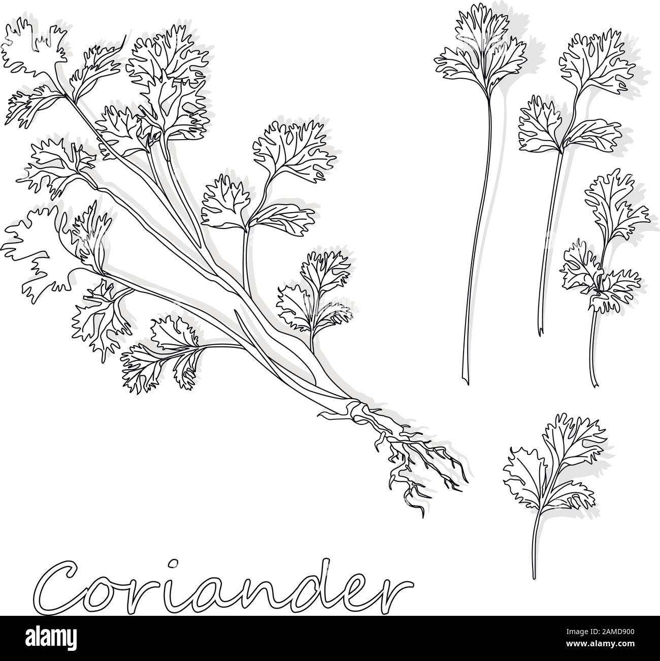 Frisches Koriander- oder Cilantro-Kraut. Vektordarstellung isoliert. Stock Vektor