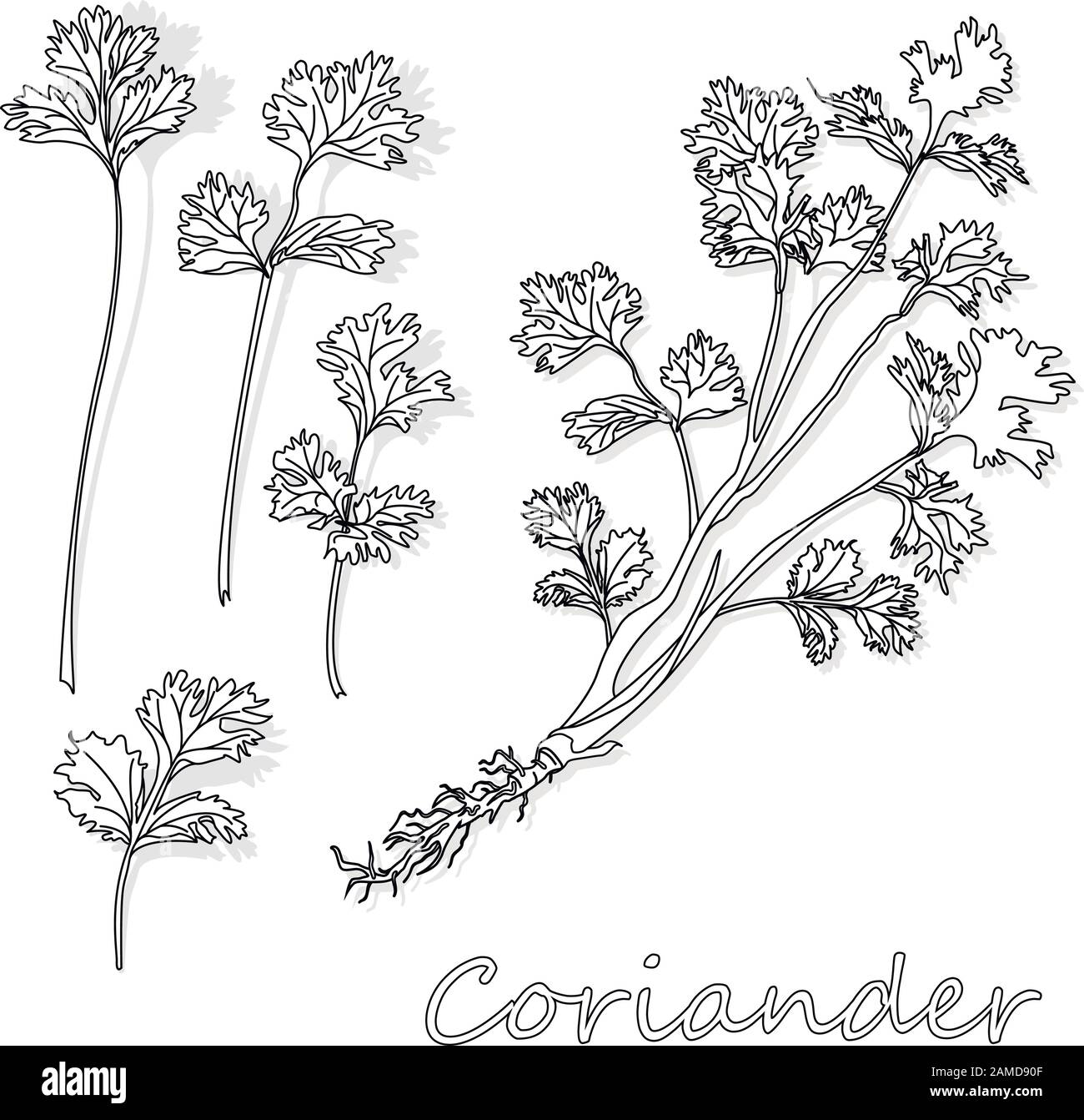 Frisches Koriander- oder Cilantro-Kraut. Vektordarstellung isoliert. Stock Vektor