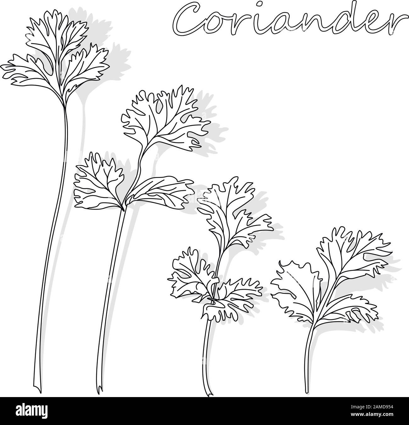 Frisches Koriander- oder Cilantro-Kraut. Vektordarstellung isoliert. Stock Vektor