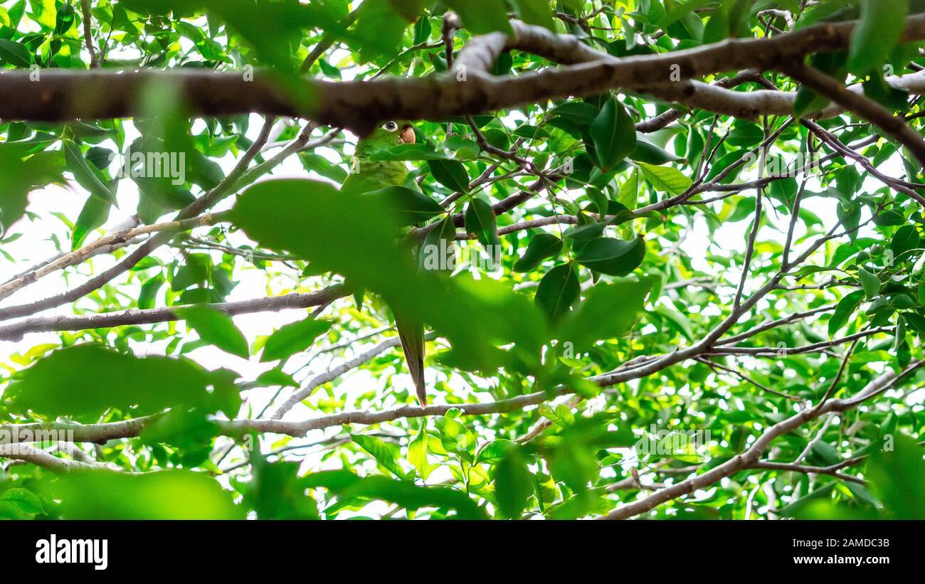 Grüner Papageien-Tarnung an einem Baum Stockfoto