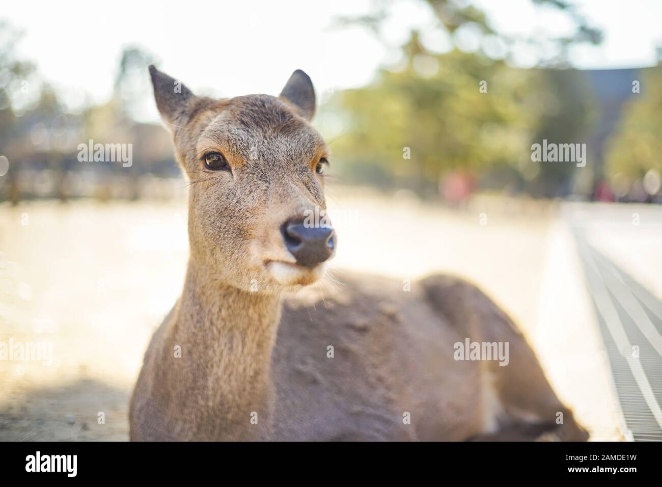 Verschlossene, Süße Rehe im Nara Park der Stadt Nara, Kansai, Japan. Stockfoto