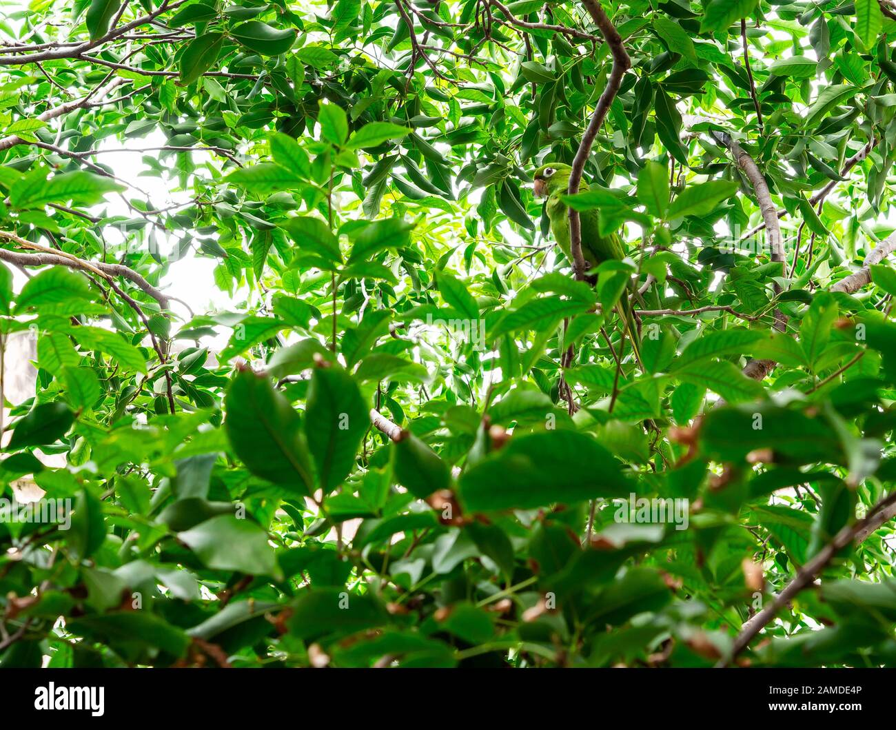 Grüner Papageien-Tarnung an einem Baum Stockfoto