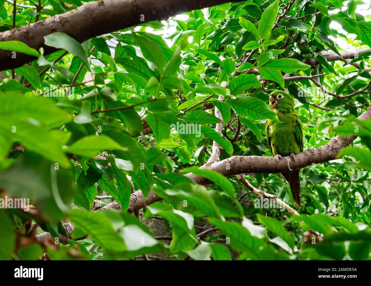 Grüner Papageien-Tarnung an einem Baum Stockfoto