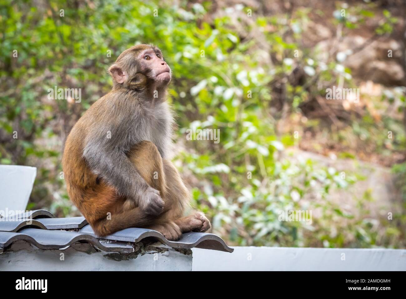 Porträt eines Rhesus-Makak-Affen auf einem Dach in Guilin, Provinz Guangxi, China Stockfoto