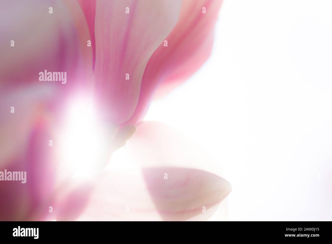 Nahaufnahme der schönen leuchtenden magnolienblüten im Frühling. Perfekter Hintergrundschuss für den Muttertag und Valentinstag mit Platz für Kopien. Stockfoto