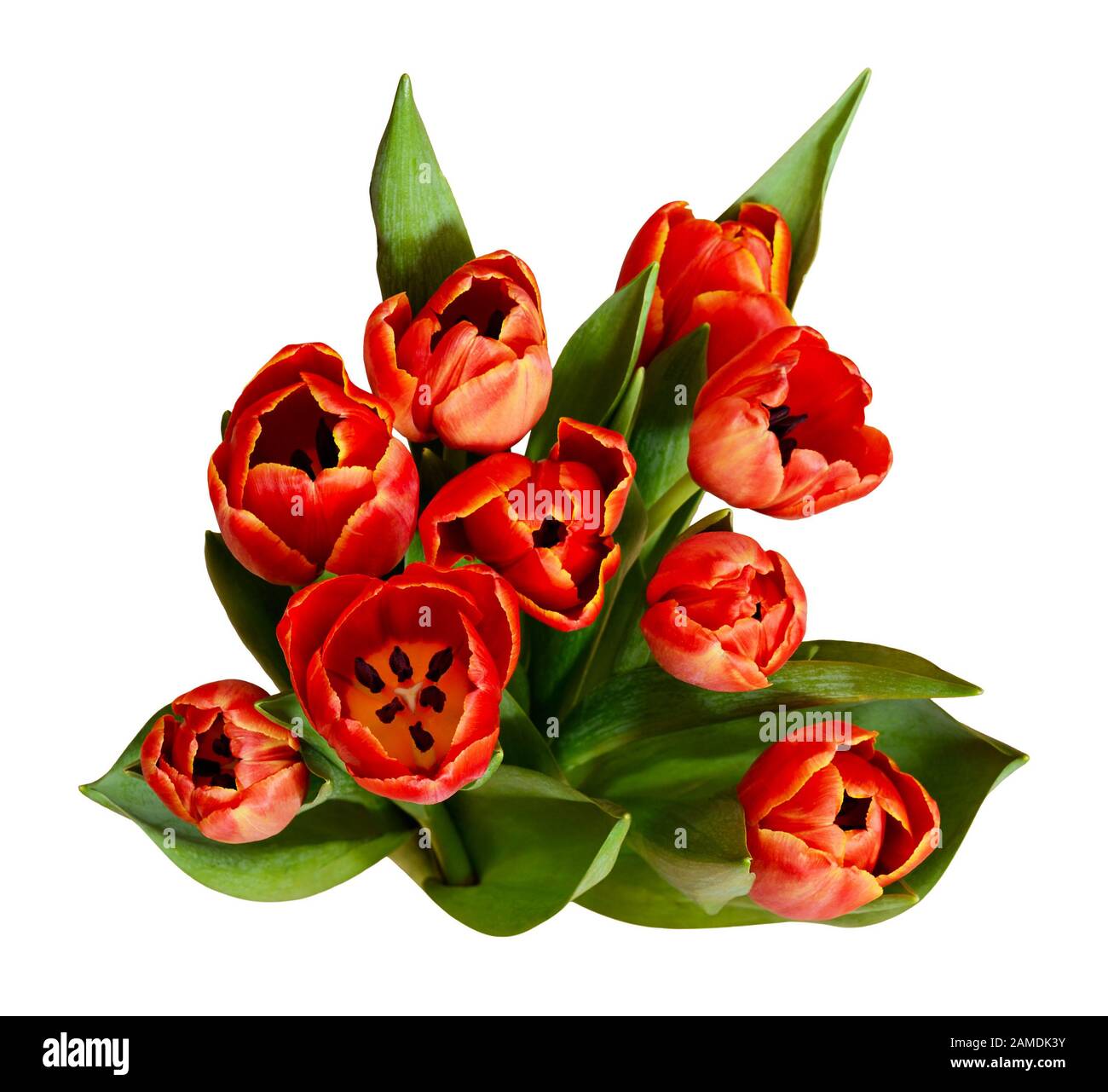 Draufsicht auf Blumenstrauß aus roten Tulpenblumen isoliert auf Weiß Stockfoto