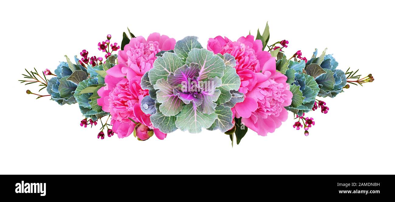 Zierkales und rosafarbene Ponyblüten in floraler Linienanordnung isoliert auf Weiß. Zierkohl. Brassica oleracea var. acephala. Stockfoto