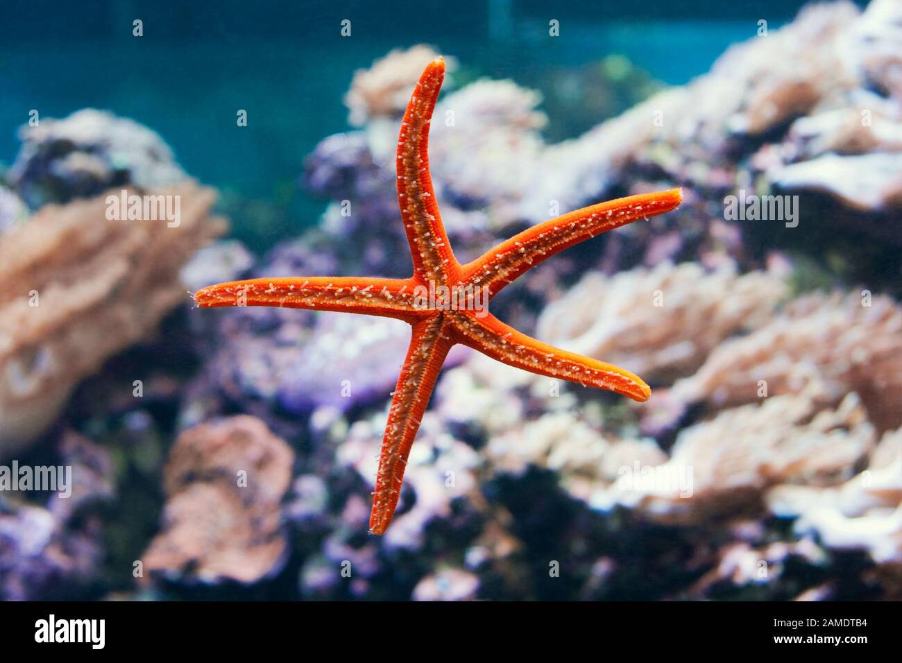 Schönstes unterwasserfoto mit rotem Stern am mittelmeer. Stockfoto