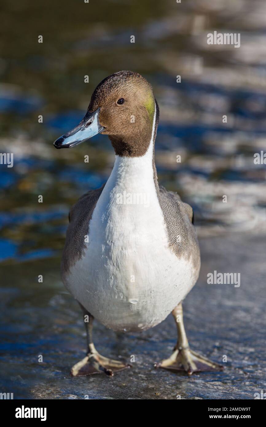 Eine männliche, im Sonnenlicht in Eis stehende, nördliche Pintail-Ente (anas acuta) Stockfoto