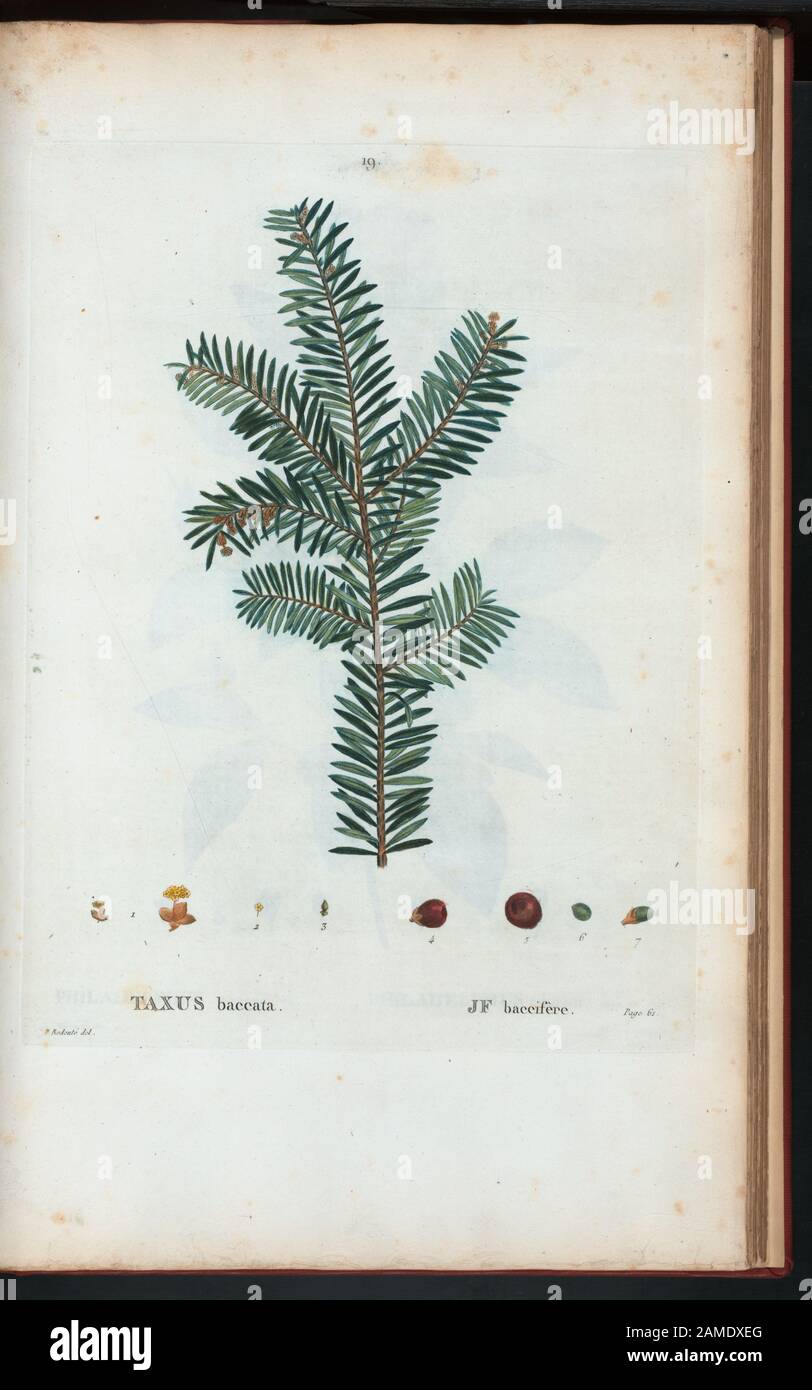 Taxus baccata - JF baccifère 'Rédigé par Mm. Veillard, Jaume-Saint-Hilaire, Mirbel, Poiret, et continuâe par M. Loiseleur-Deschlongchamps." Vol. 1 hat Engr. t.p. Und Halbtitel. Bd. 2 hat Ausgabe: Nouv. âed., augm. De plus de moitié pour le nombre des espáeces ... avec des figures d'aprés les dessins de P.-J. Redouté ... Bd. 2-5 haben den Aufdruck: Paris: Michel. Bd. 5 trägt den Titel: Nouveau Duhamel, ou, Traité des arbres et arbustes que l'on cultive en France / Rédigé par G.-L.-A. Loiseleur Deslongchamps, avec des figures d'aprés les dessins de mm S.-J. Redouté et P. Bessa. Vols. 6- Stockfoto