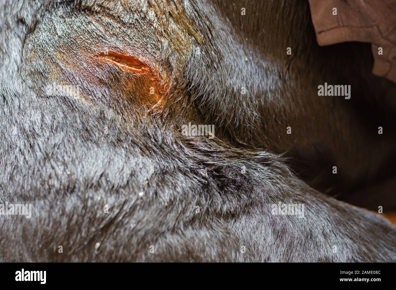 Ein großer Schnitt, der vor dem chirurgischen Saugen mit einem Antiseptikum behandelt wurde. VET-Klinik. Pflege von Haustieren. Selektiver Fokus. Nahaufnahme. Ohne Menschen. Stockfoto