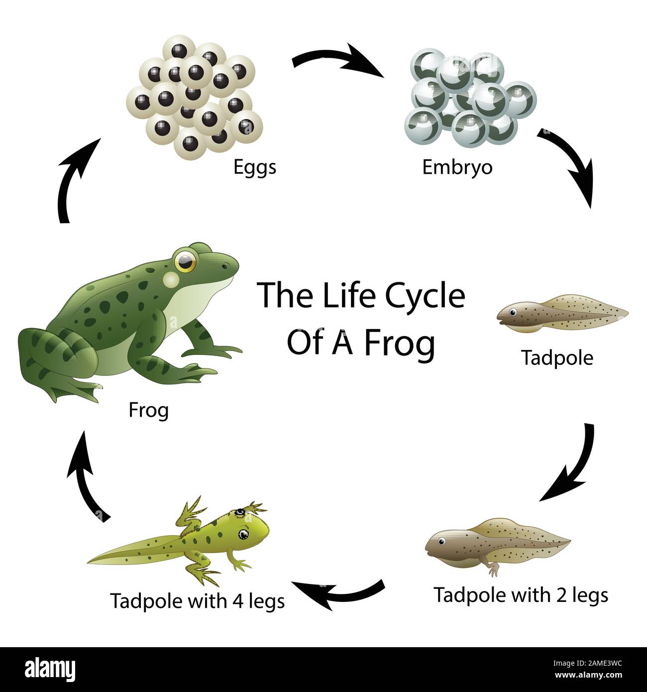Der Lebenszyklus einer Frosch Stock Vektor