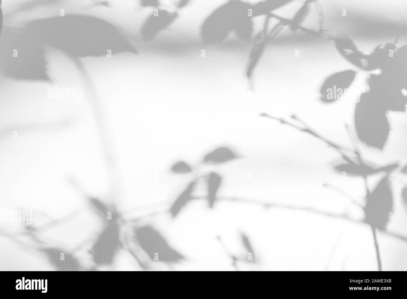 Overlay-Effekt für Foto. Grauer Schatten der Blätter und Äste an einer weißen Wand. Abstrakter neutraler Natur Konzepthintergrund. Leerzeichen für Text. Stockfoto