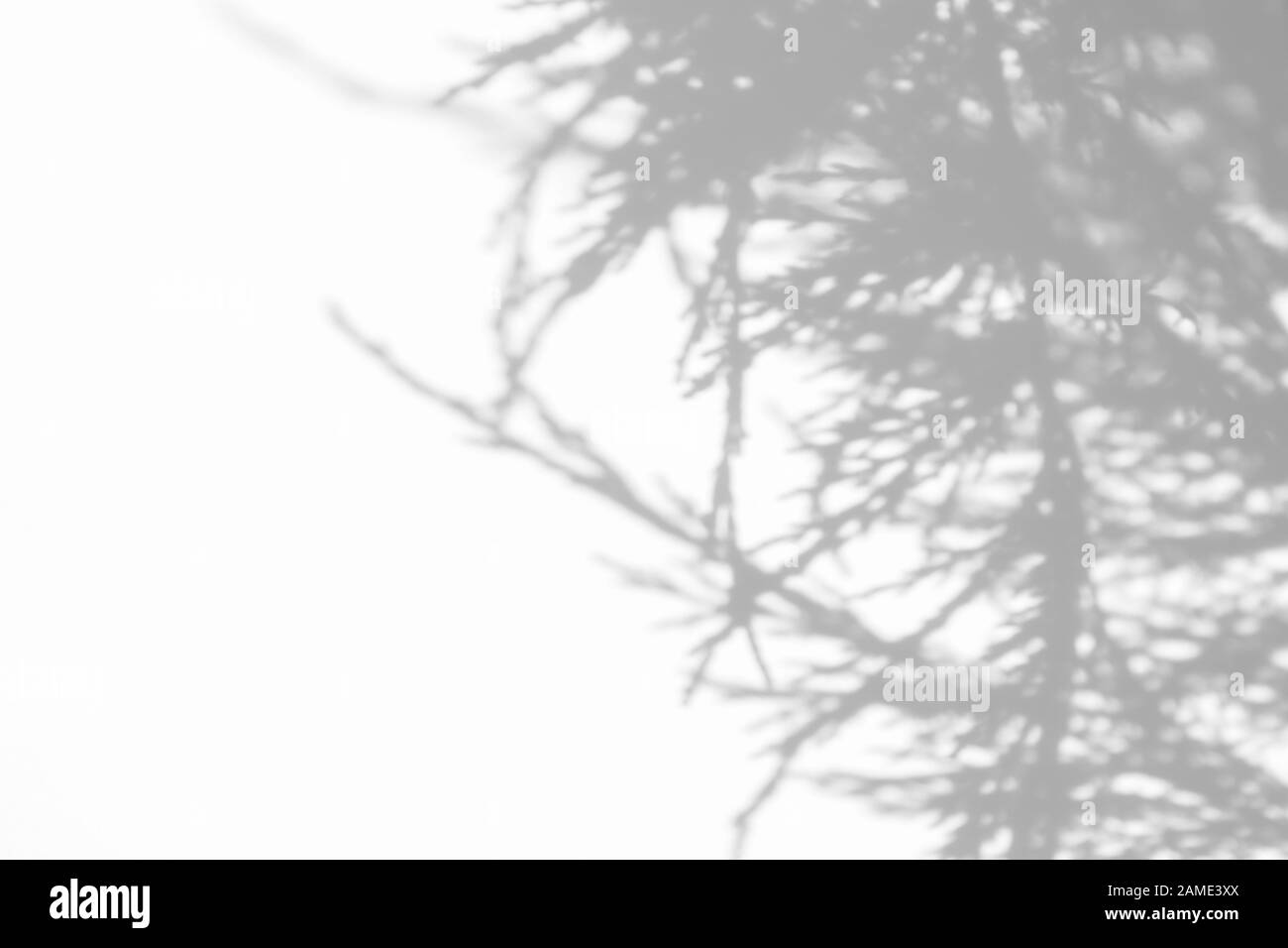 Overlay-Effekt für Foto. Nadeln von Thuja grauem Schatten an einer weißen Wand. Abstrakter neutraler Natur Konzepthintergrund. Leerzeichen für Text. Stockfoto