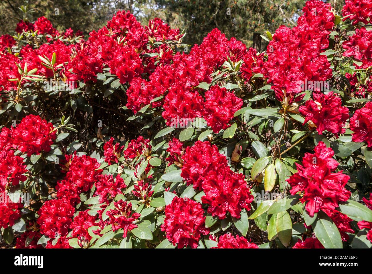 Rote Rhododendron Blumen Rote Rhododendron Garten Rhododendron Grenzen Wald Sträucher Waldrand Roter Rhododendron 'Erato' blüht Mai Frühling Stockfoto