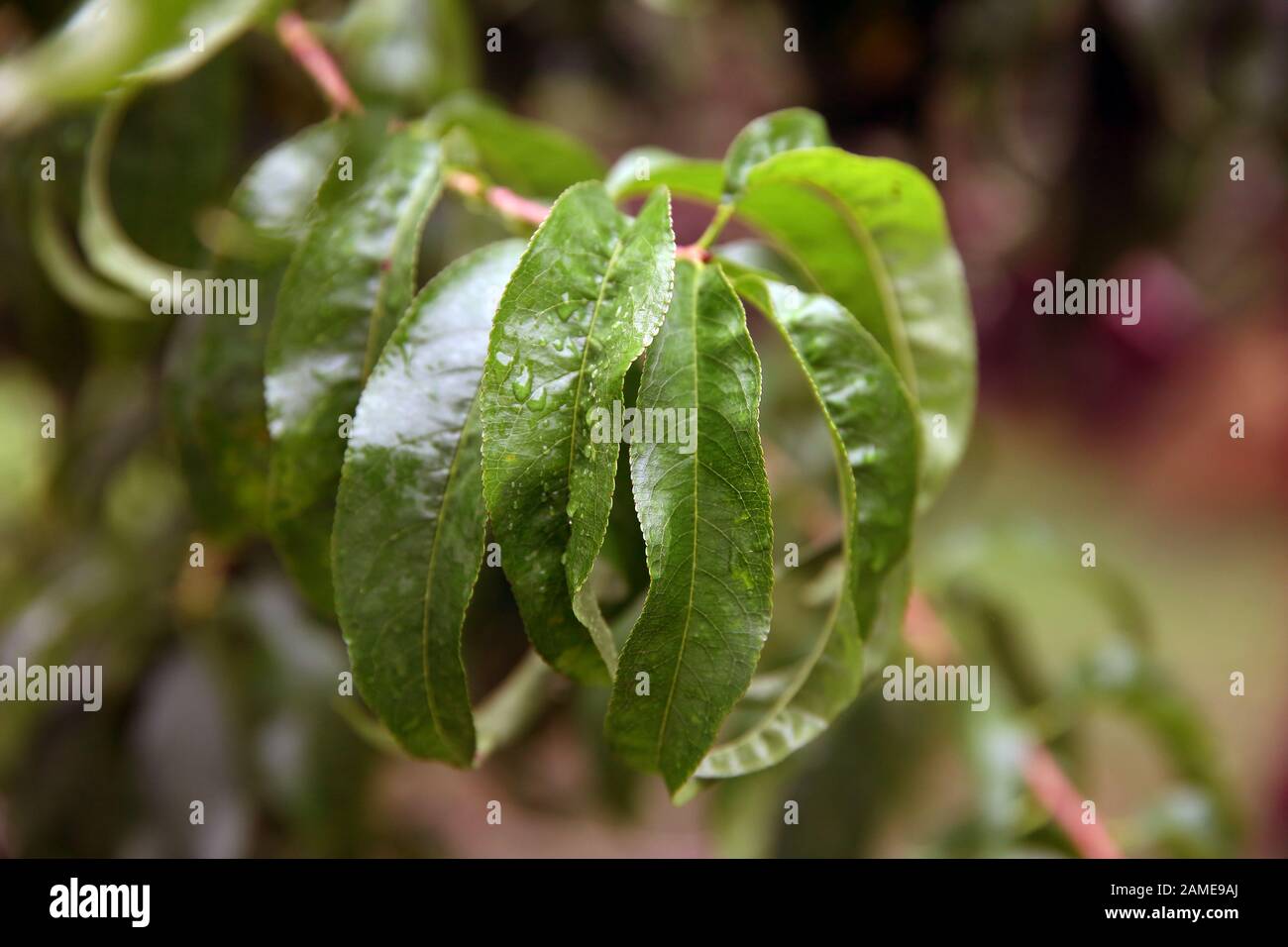Kranke, zerknitterte grüne Blätter und Nektarine im Garten auf Baumnähe Makro.A Tropfenblatt Stockfoto