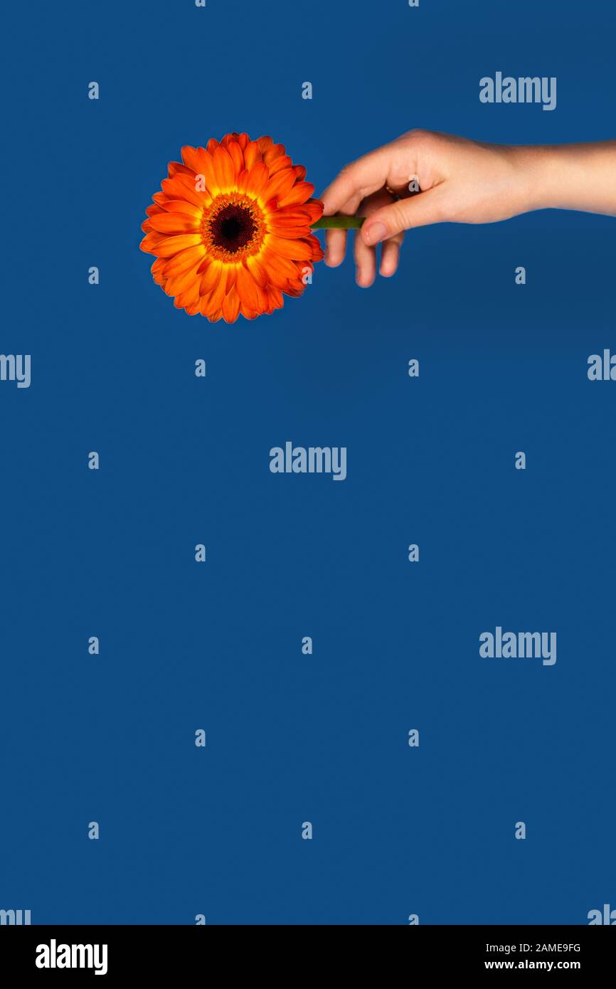 Karte mit orangefarbenem Gerbera in den Händen der Frauen auf klassischem blauem Hintergrund. Vertikales Bild. Flaches Layout, Draufsicht, Kopierbereich. Stockfoto