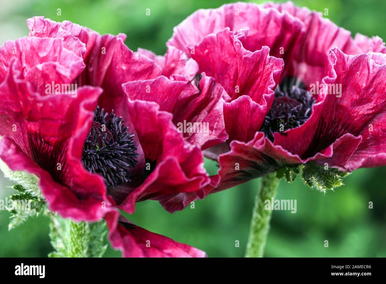 Papaver orientale Harlem, orientalischer Mohn Stockfoto