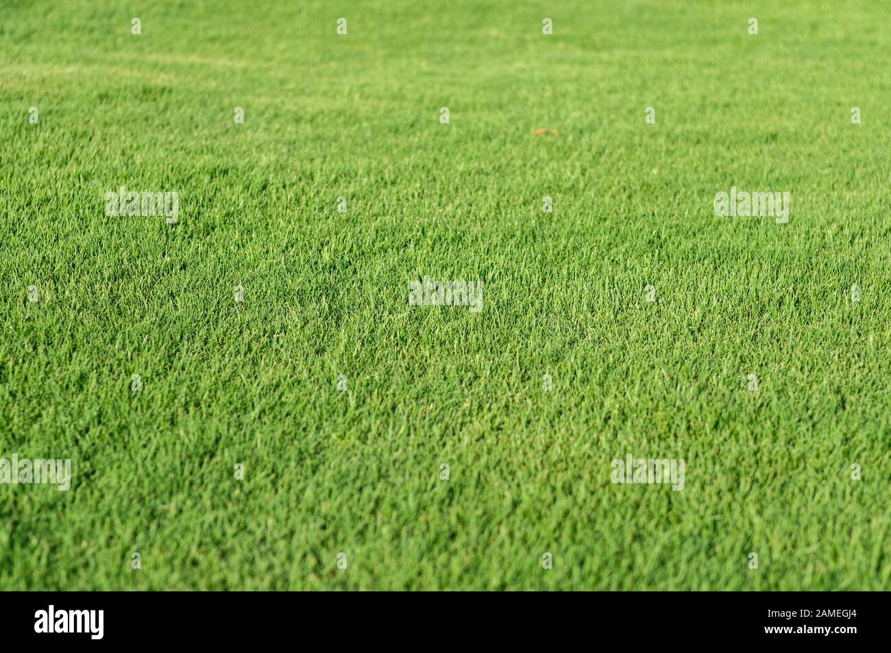 Hintergrund des grün gestutzten Rasenfeldes. Ausgewählter Fokus Stockfoto
