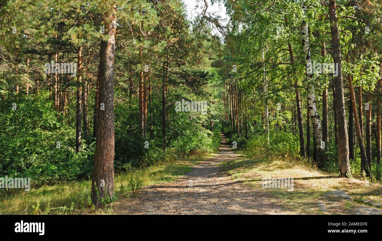 Fußweg im schönen Sommerwald mit verschiedenen Bäumen Stockfoto