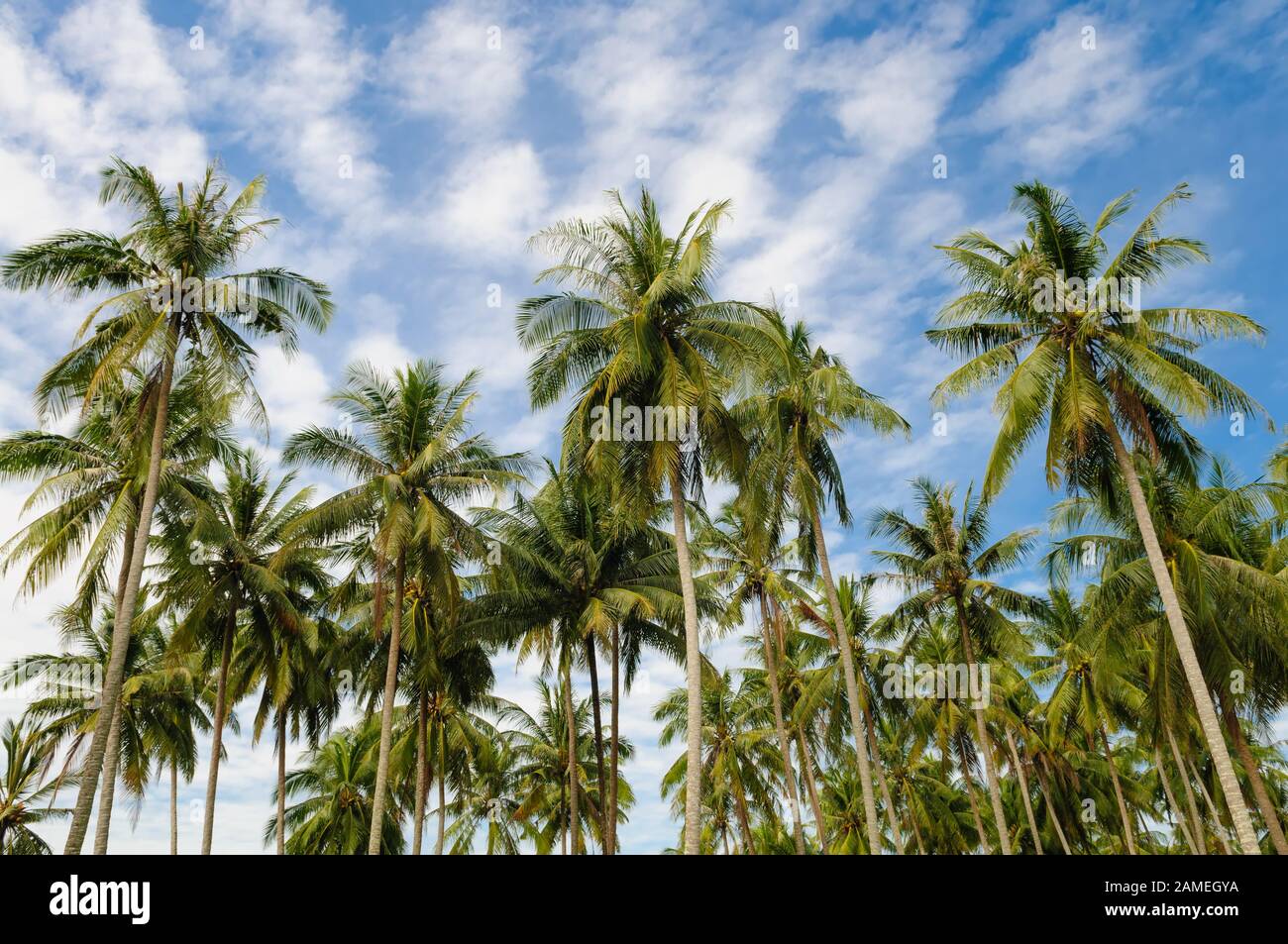 Palmen auf der Kokosinsel, blauer Himmel und niemand Stockfoto