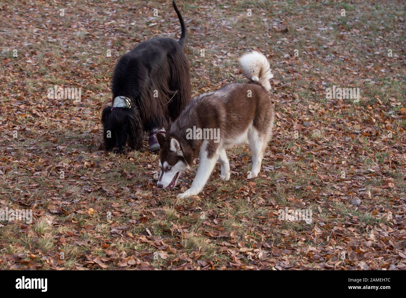 Süßer sibirischer Husky-Welpe und afghanischer Hund schnüffeln die Spuren im Herbstpark. Haustiere. Reinrassige Hunde. Stockfoto