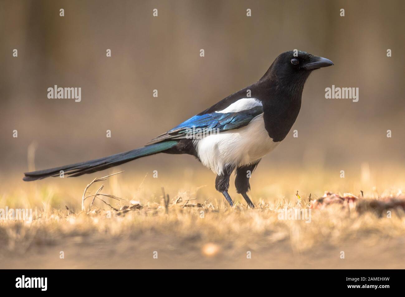Eurasischer Magpie (Pica pica) mit Blick auf die Kamera im Kiskunsagi Nationalpark, Pusztaszer, Ungarn. Februar. Stockfoto