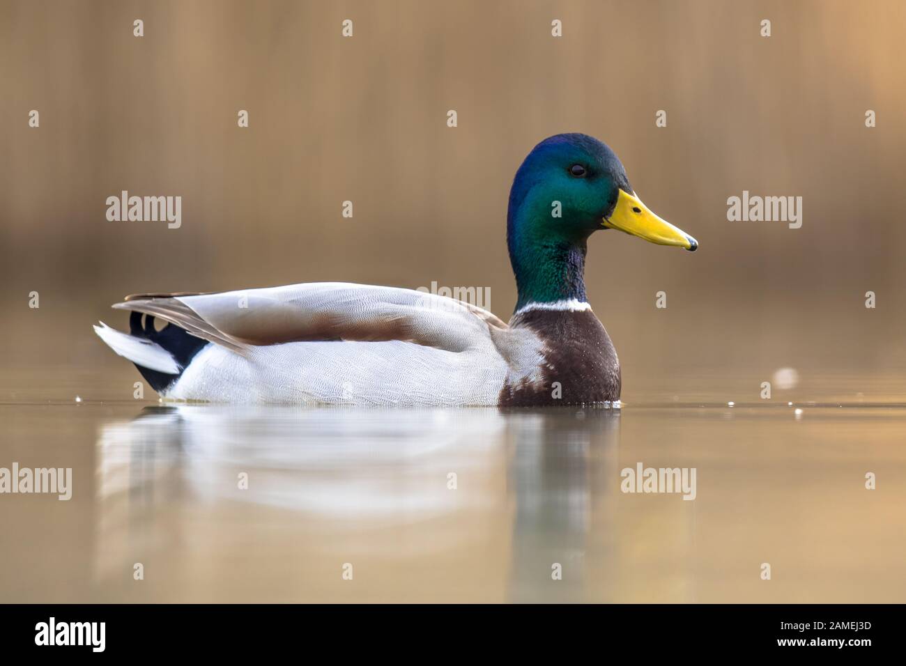 Wild Mallard Duck (Anas platyrhynchos) Schwimmen im Csaj-See, Kiskunsagi Nationalpark, Pusztaszer, Ungarn. Februar. Stockfoto