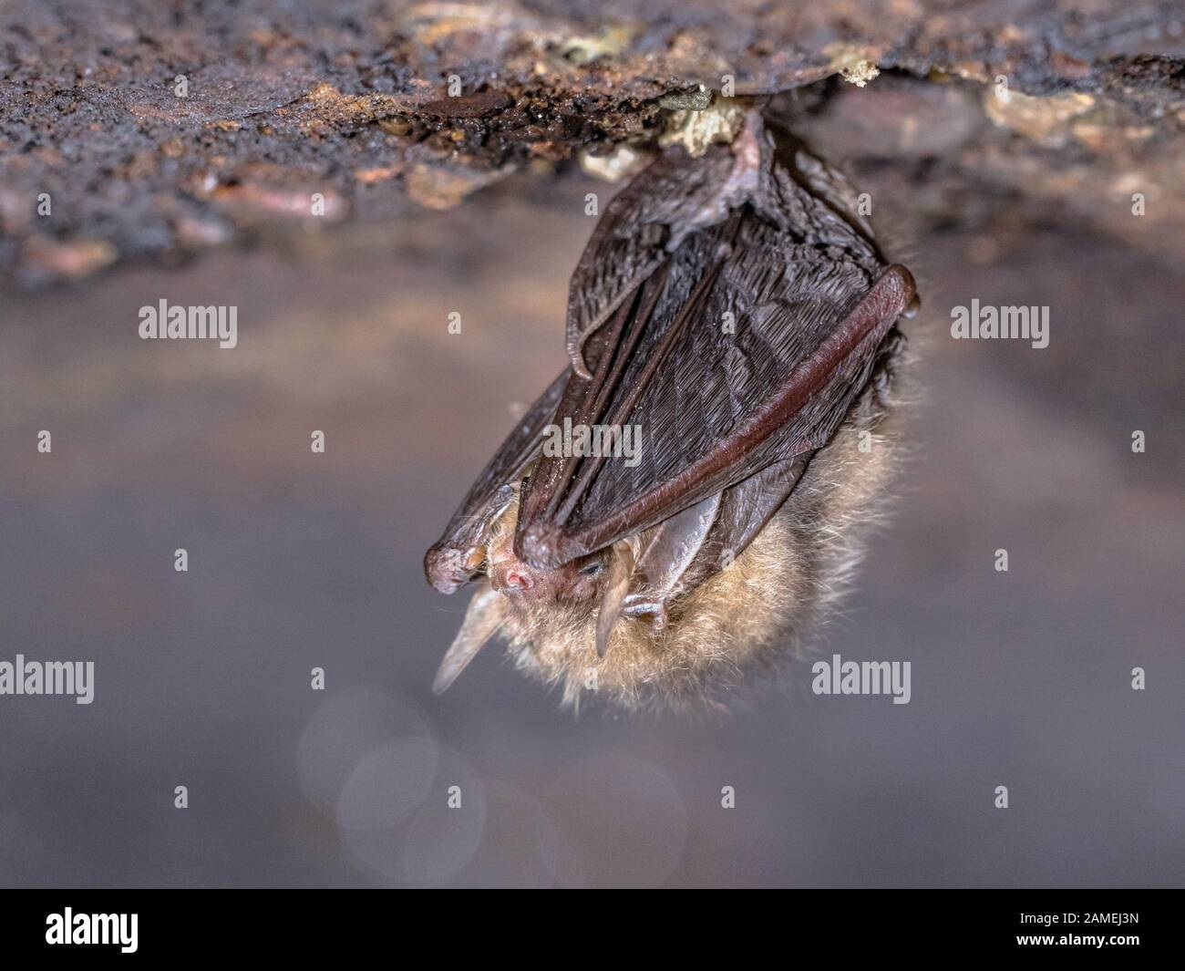 Gewöhnliche langohrige Fledermaus (Plecotus auritus), die an der Decke des unterirdischen Bunkers in den Niederlanden überwintert. Der Ruhezustand ist ein Zustand der Inaktivität und erfüllt Stockfoto