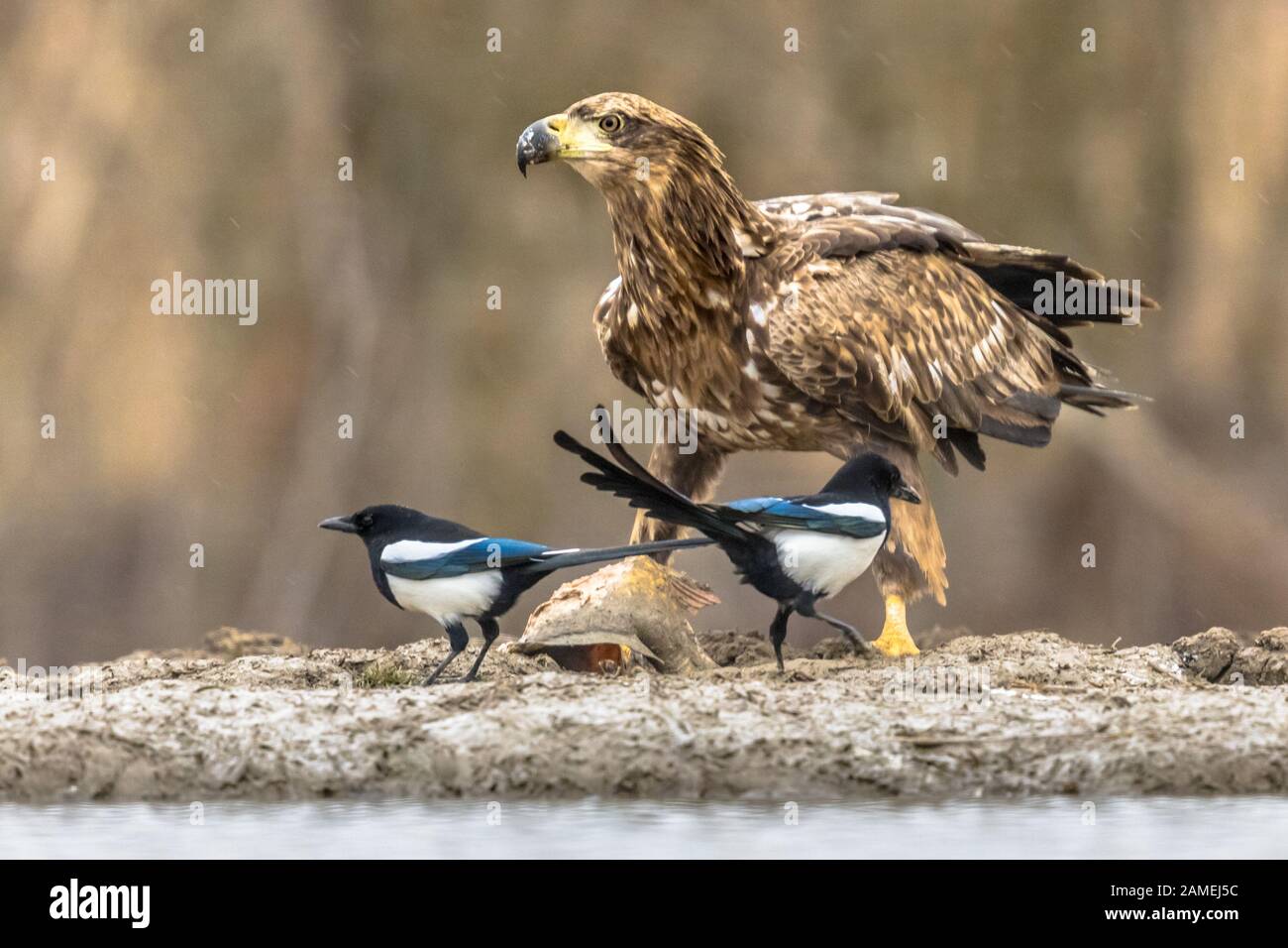 Weißwedeladler (Haliaetus albicilla), der Fische mit Magpien (Pica pica) am Csaj See, Kiskunsagi Nationalpark, Pusztaszer, Ungarn isst. Feb Stockfoto