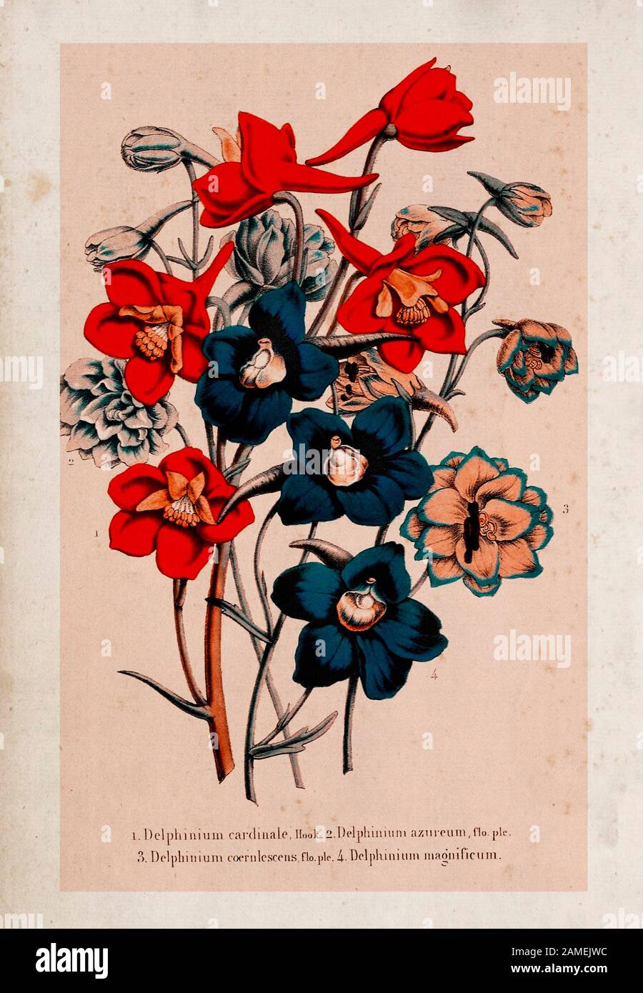 1. Delphinium cardinale. 2. Delphinium azureum 3. Delphinium coernlescens 4. Delphinium magnificum Delphinium ist eine Gattung von etwa 300 Arten von Peren Stockfoto