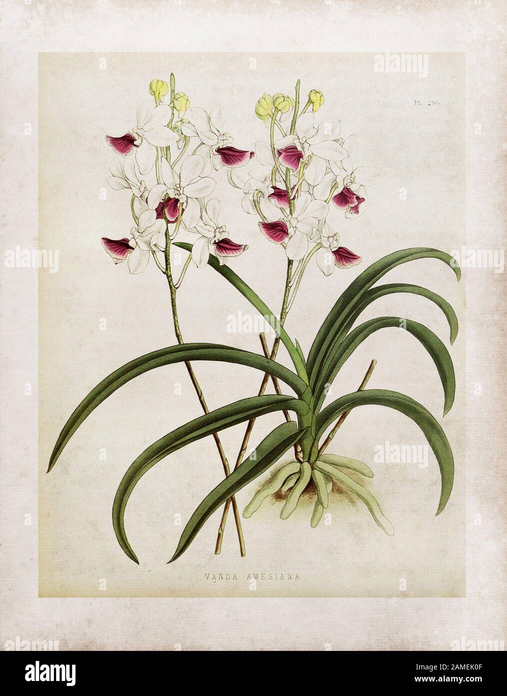 Holcoglossum amesianum (vanda amesiana) Holcoglossum amesianum ist eine Orchideenart in der Gattung Holcoglossum. Es ist einzigartig im Pflanzenreich als Th Stockfoto
