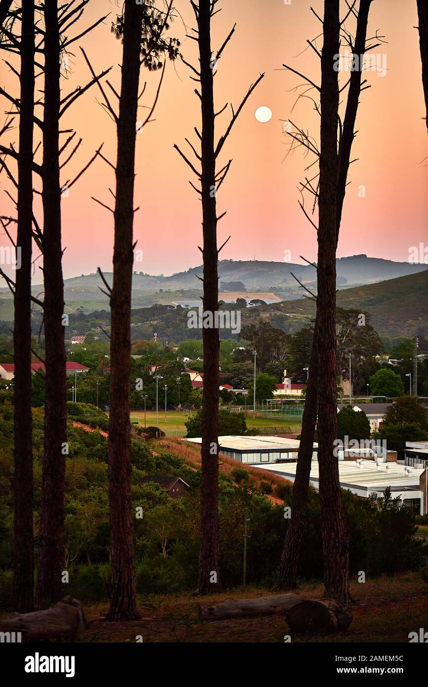 Vollmond durch Baumstämme der Blauen Gum in Coetzenberg mit Blick auf den Tafelberg Stockfoto