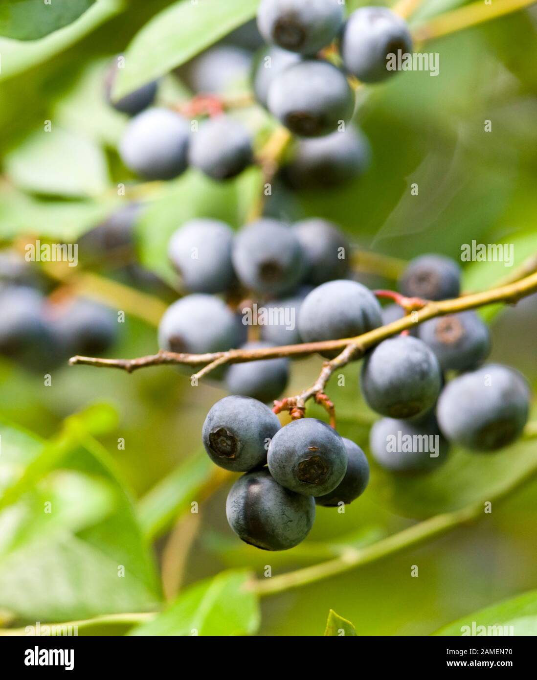 Reife Blaubeeren am Busch. Vaccinium corymbosum, die nördliche Hochbusch-Blaubeere. Springfield, Georgia, USA. Vaccinium corymbosum Königreich: Pflanzen Stockfoto