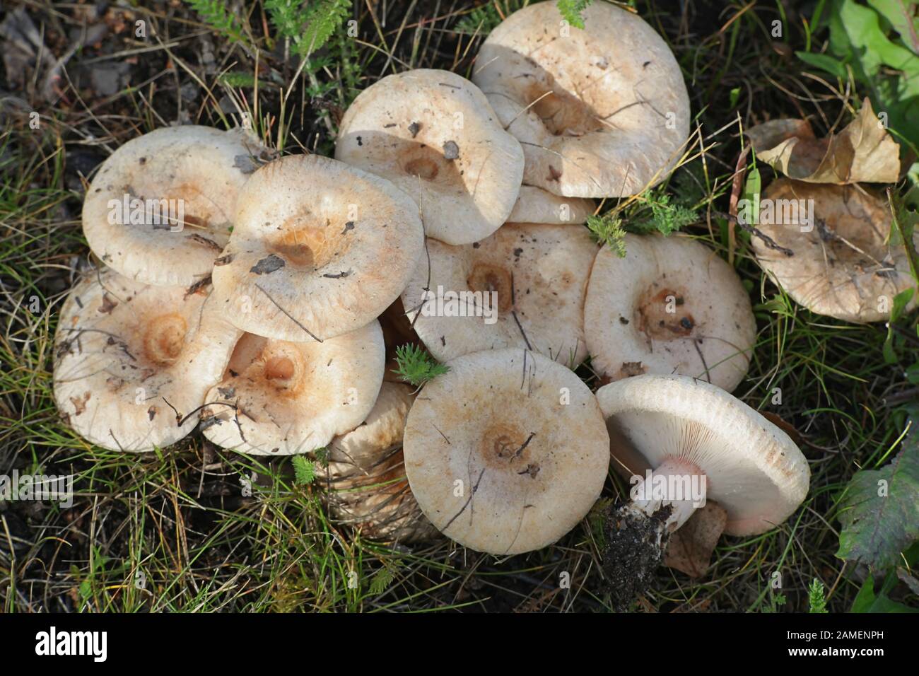 Lactarius pubescens (Lactarius torminosus var. pubescens), als bärtige milkcap oder downy Milch Gap bekannt, Pilze aus Finnland Stockfoto